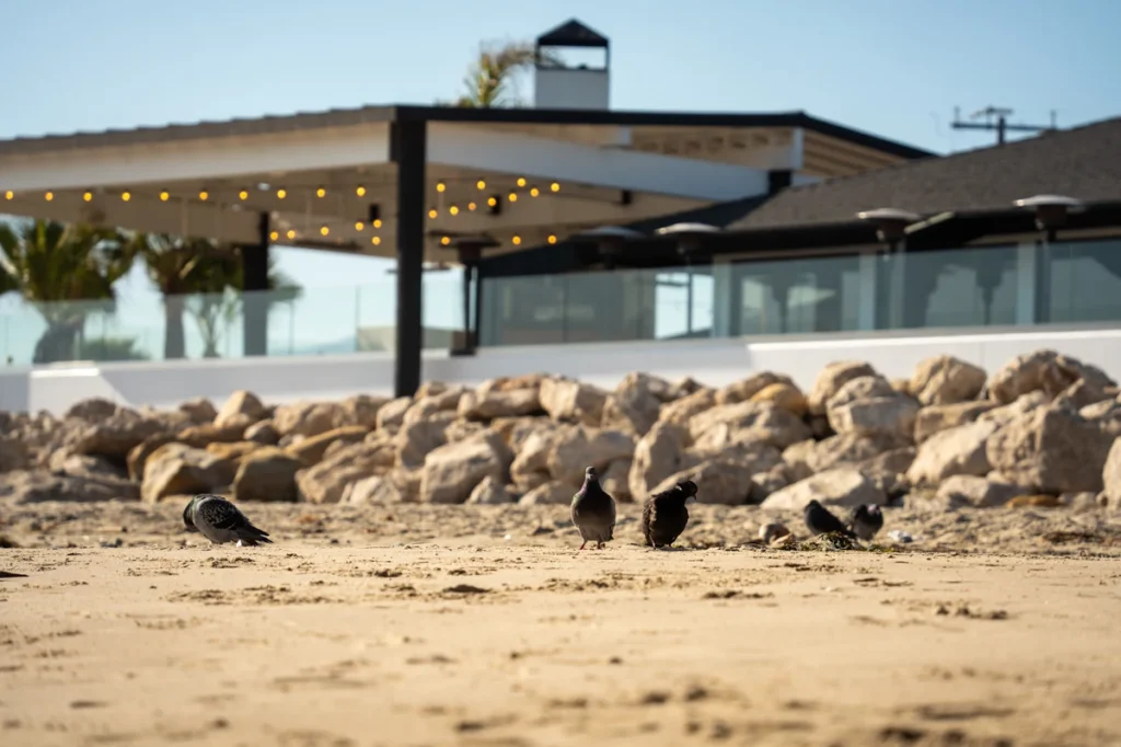 Sandy shoreline, pier, and grassy picnic lawn at Goleta Beach along the Santa Barbara coastline